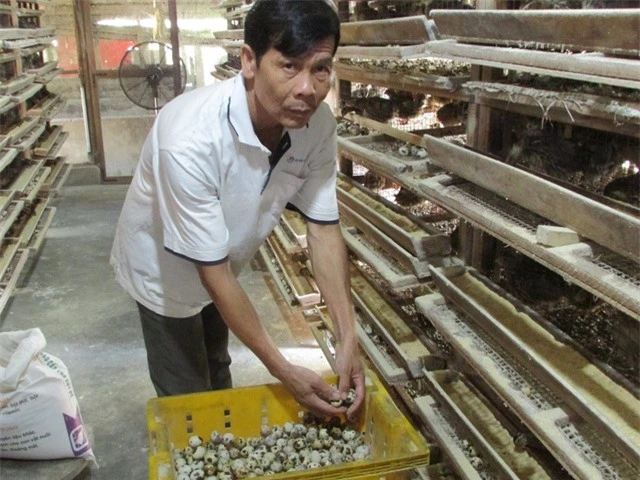 Nuôi 10.000 con chim cút, bỏ túi gần 20 triệu đồng/tháng - 2 Với nghề nuôi chim cút, mỗi tháng ông Tường bỏ túi 18 triệu đồng