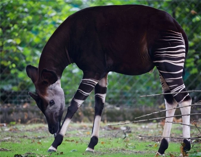 Okapi, loài động vật kỳ lạ bước ra từ chuyện cổ tích - Hình 2 Okapi, loai dong vat ky la buoc ra tu chuyen co tich-Hinh-2