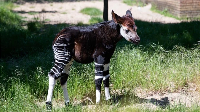 Okapi, loài động vật kỳ lạ bước ra từ chuyện cổ tích - Hình 4 Okapi, loai dong vat ky la buoc ra tu chuyen co tich-Hinh-4