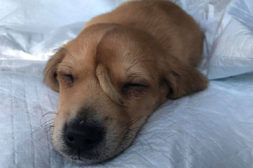 Kỳ lạ chú chó có đuôi mọc trên đầu