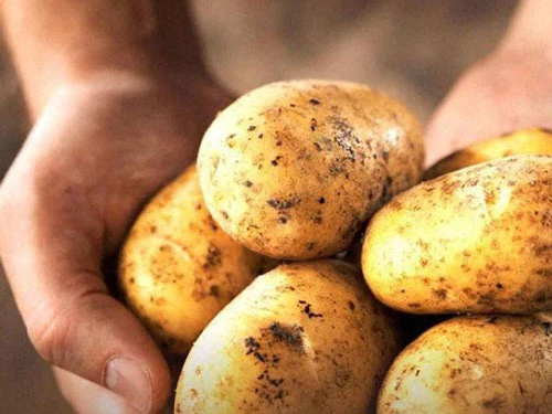 Sữa chua, khoai tây và mật ong Sữa chua, khoai tây và mật ong