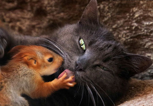 Loạt ảnh động vật khiến bạn "choáng" từ cái nhìn đầu tiên