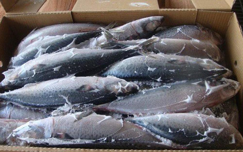 Xuất khẩu cá saba của Nhật Bản sang Việt Nam tăng nhờ Hiệp định CPTPP