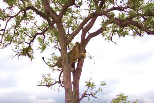 Sư tử chạy tót lên cây trốn loài linh cẩu