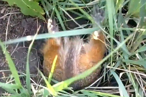 Sóc đất vất vả chui vào hang vì thân hình béo mập