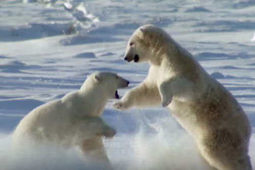 Gấu Bắc cực đực kịch chiến giành giật tình yêu