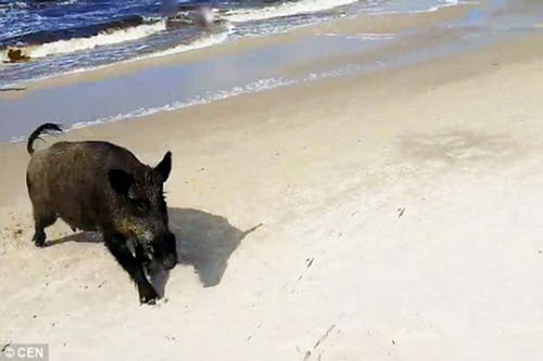 Lợn rừng tấn công du khách trên bãi biển