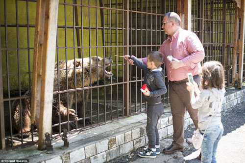 Xót xa gấu tội nghiệp nhất thế giới ăn xin du khách