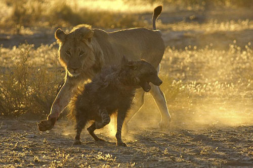 Sư tử "ỷ mạnh hiếp yếu" cướp thịt linh cẩu chột mắt
