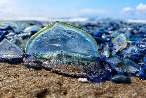 Cận cảnh sinh vật lạ trong suốt như thủy tinh