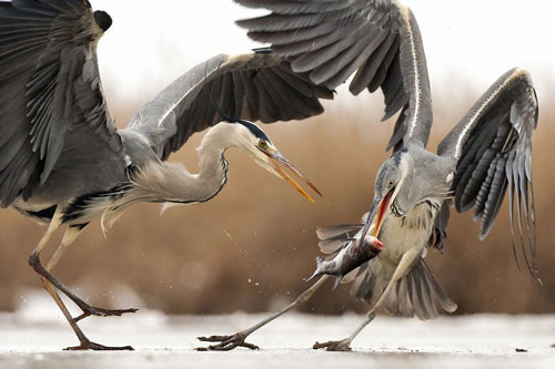 Ngoạn mục khoảnh khắc chim diệc xám tranh cướp cá