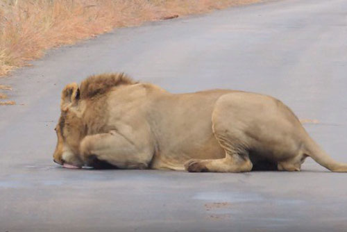 Kỳ lạ: Sư tử đực nằm liếm mặt đường nhựa ngon lành
