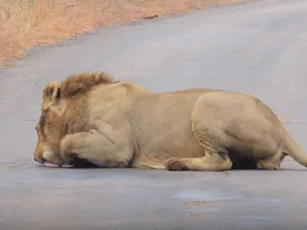 Kỳ lạ: Sư tử đực nằm liếm mặt đường nhựa ngon lành