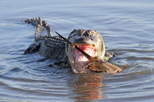 Cá sấu khổng lồ vật vã nhai nát con cua móng ngựa