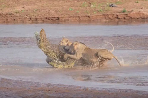 Kịch tính: Cá sấu đối đầu sư tử cái không khoan nhượng