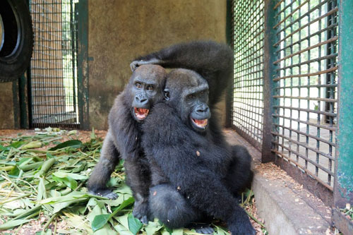 Khỉ đột mồ côi hạnh phúc khi có bạn thân