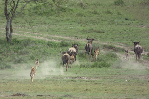 Báo đốm hoành tráng săn linh dương và cái kết... không vui