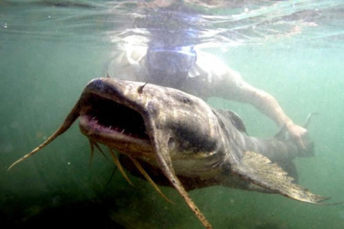 Cận cảnh "thủy quái" khổng lồ sông Mekong cực hiếm