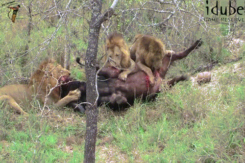 Tàn khốc cảnh sư tử đực xé xác trâu rừng