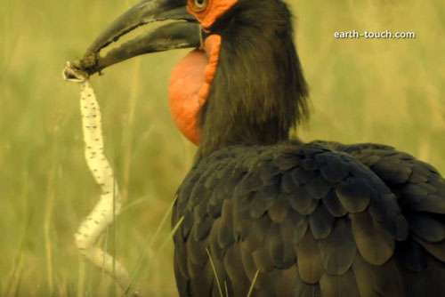 Kinh hoàng chim hồng hoàng xơi tái rắn độc châu Phi