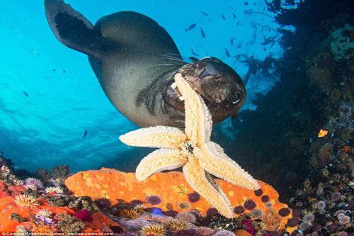 Hải cẩu tinh nghịch đùa giỡn với sao biển