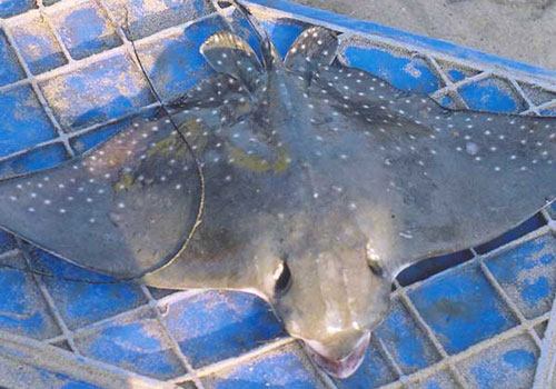 Loài cá "cao cấp" của biển, chỉ dành cho đại gia ở Việt Nam