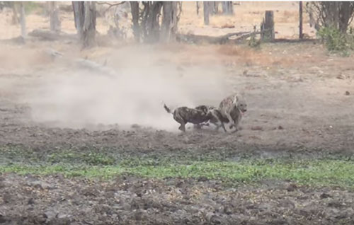 CLIP: Chó hoang đại chiến linh cẩu và cái kết