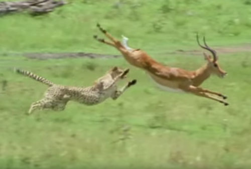 CLIP: Màn rượt đuổi "nghẹt thở" giữa báo săn và linh dương Impala