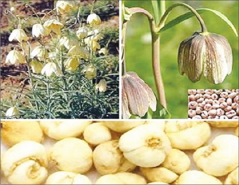 Bài thuốc thanh táo, nhuận phế