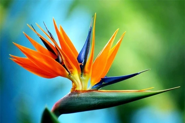
Loài hoa được mệnh danh “chim thiên đường” này lại chứa rất nhiều chất độc làm hại đường tiêu hóa.
