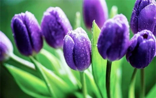 
Tuy hoa tuy-lip rất đẹp nhưng củ cây của hoa tuy-lip có chất tulipene. Khi ăn phải sẽ gây chóng mặt, buồn nôn.
