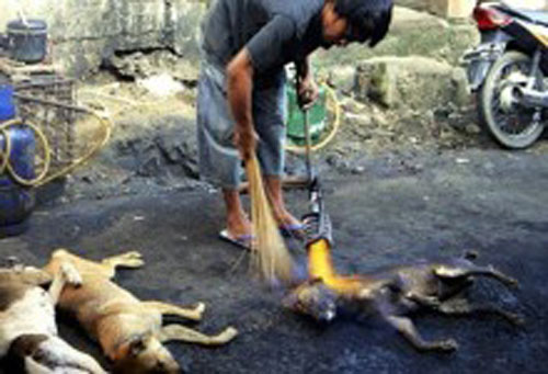 Lời đồn ‘chó báo oán’ khiến phố thịt chó Nhật Tân lừng danh biến mất?