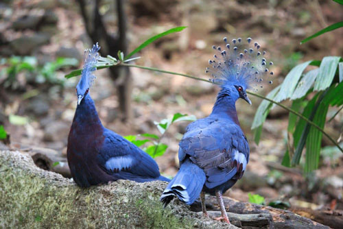 "Nghiêng nước nghiêng thành" vẻ đẹp loài bồ câu "tuyệt sắc giai nhân"