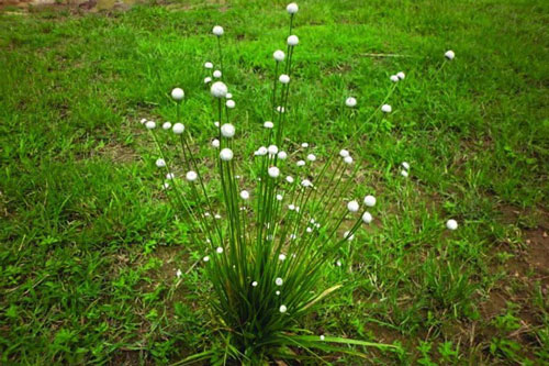 Bài thuốc chữa đau mắt, đau răng bằng cỏ dùi trống