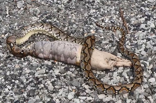 CLIP: Cận cảnh trăn nôn chó con ra khỏi bụng