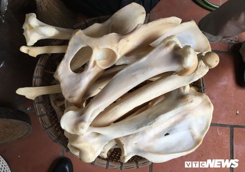 Tận mắt buổi ‘hành quyết’ chúa sơn lâm ở lò nấu cao hổ vùng Tây Bắc