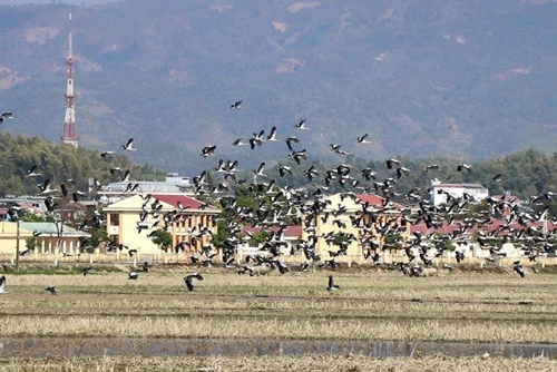 Theo ghi nhận, niều ngày qua, trên cánh đồng tại địa bàn các xã Thanh Luông, Thanh Hưng (huyện Điện Biên), có đàn cò nhạn gồm hàng nghìn con bay rợp trời, rồi sà xuống các thửa ruộng vừa cày ải, đổ nước để kiếm ăn. Ảnh: Nhân Dân