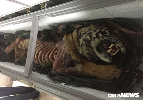 Kỹ nghệ nấu cao hổ, trò lừa tinh vi và những cách ghê rợn đưa hổ về Việt Nam