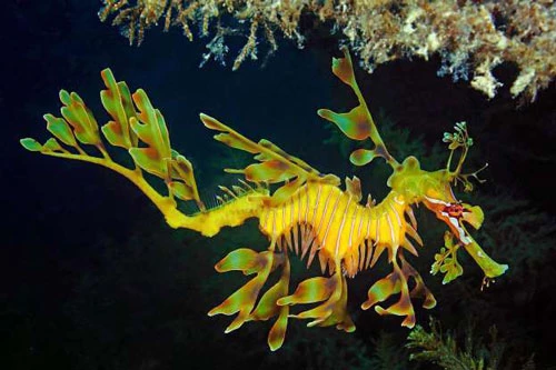 Trong hình là hải long lá, một loài cá thuộc họ Cá chìa vôi. Nó là loài duy nhất trong chi Phycodurus. Sinh vật kỳ bí được tìm thấy dọc theo bờ nam và tây biển Australia. Tên gọi xuất phát từ hình dạng của nó giống chiếc lá, chúng dùng để ngụy trang.