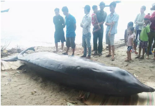 Con cá voi có kích thước rất lớn dài gần 6m, to bằng 2 người ôm trôi dạt vào bờ biển Vạn Hưng, huyện Vạn Ninh, tỉnh Khánh Hòa là một trong loạt sinh vật kỳ dị dạt bờ gây "choáng váng" nhất 2019.