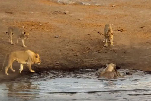 Kinh hoàng kịch chiến giữa tê giác và đàn sư tử