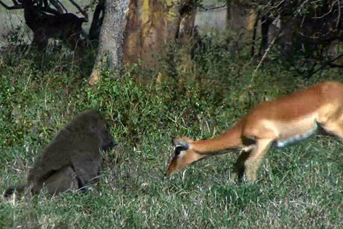 Linh dương bất lực nhìn khỉ đầu chó giết con trước mặt