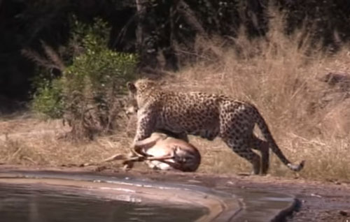 CLIP: Linh cẩu cướp mồi của báo hoa mai và cái kết bất ngờ