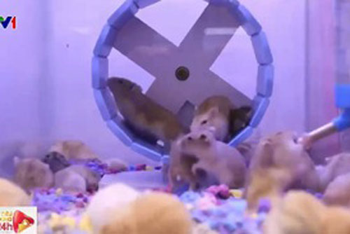 Giới trẻ rủ nhau mua chuột về đón Tết