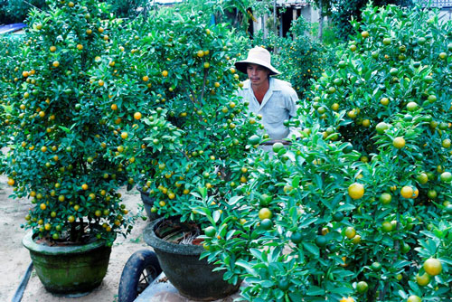 Hoa Tết miền Trung được mùa, được giá