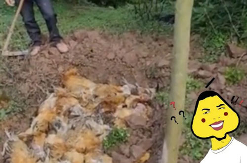 246 con gà bỗng nhiên lăn ra chết, bác nông dân đổ lỗi do hàng xóm bắn pháo hoa quá ồn và đòi bồi thường