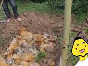 246 con gà bỗng nhiên lăn ra chết, bác nông dân đổ lỗi do hàng xóm bắn pháo hoa quá ồn và đòi bồi thường