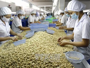 Áp dụng tiêu chuẩn mới trong kiểm soát chất lượng hạt điều thô nhập khẩu