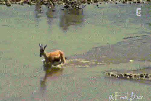 Ảnh động cá sấu săn giết linh dương ngoạn mục