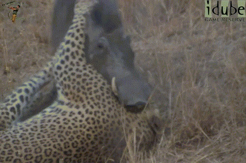 Kinh hoàng cuộc chiến của báo đốm và lợn rừng